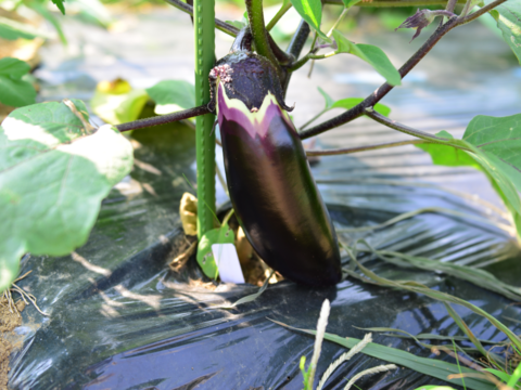 【土曜出荷：出荷先制限】ナス食べ比べセット『えんぴつ茄子&新長崎長茄子』 (合計約18本程度)