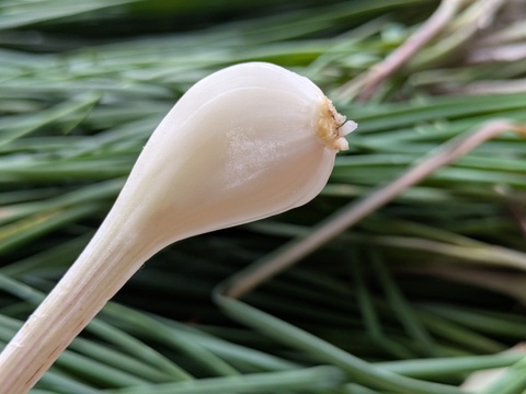 博多のシャキシャキらっきょう　1kg　福岡県産