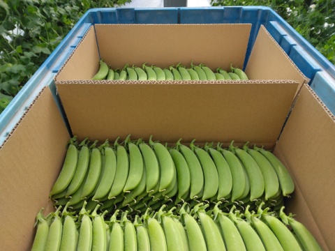 小分けで便利♪『(A品)になれなかったスナップエンドウ』1Kg