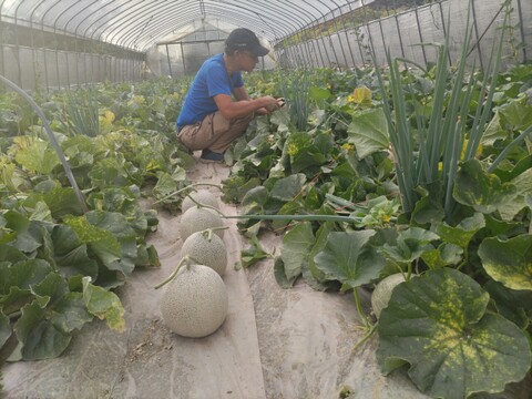 いよいよラスト！北海道赤肉🍈青肉🍈シーズンラストで３Ｌビッグサイズ。日高サラブレッド堆肥と有機質肥料で育ったメロン２玉 。赤肉。青肉。品種はお任せ。農薬・化学肥料不使用栽培🍈は希少。