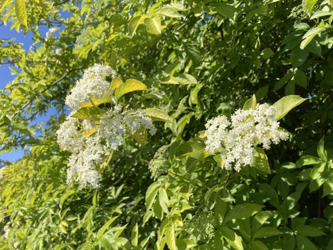 オーガニック エルダーフラワー：Organic Elder flower【有機JAS認証】