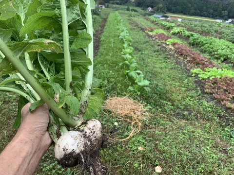 奥出雲産自然栽培天王寺かぶ(1kg)