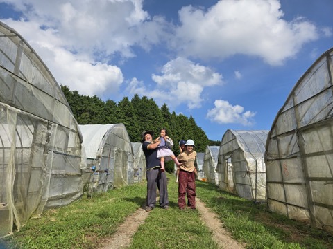 元気たっぷり有機ベビーリーフ500g