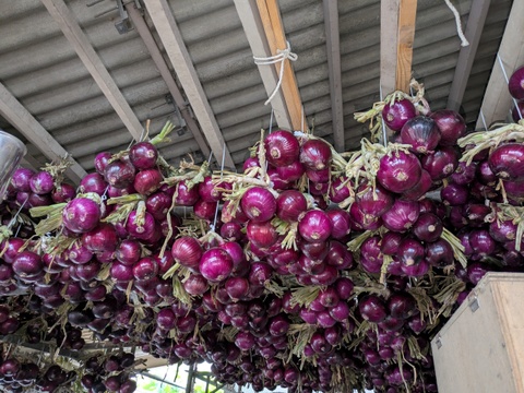 【レッドスター玉葱】鮮やかな赤・玉ねぎ　福岡産　1.9kg