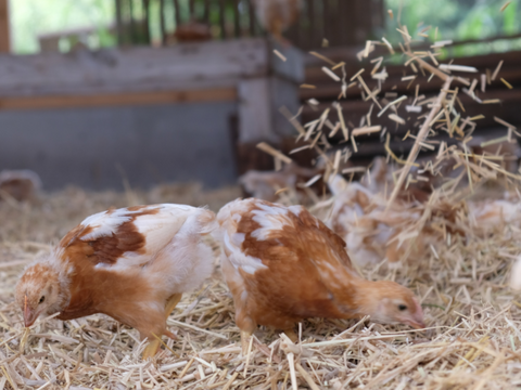 【平飼い 有精卵】自然養鶏「子持生命卵 kinari」10個入パック×２