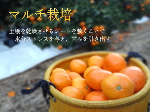 【甘～い柑橘福袋】年末発送！甘～い完熟みかんや希少柑橘の食べ比べ！家族でワイワイ♪♪人気４品種が楽しめる！「旬のこだわり柑橘食べ比べ福袋２」　サイズ混合　ご家庭用　約3kg入【商品番号1102-3k】