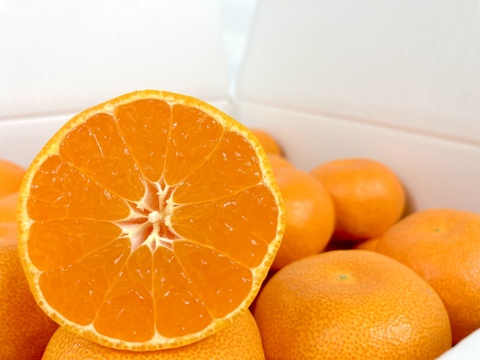 【ドルチェみかん】とろけるような完熟ハウスみかん★小玉ちゃん2.5kg