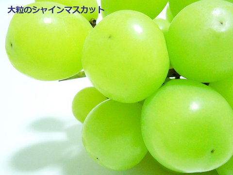 これから旬！甘～い完熟朝採りシャインマスカット２kg~ ３～4房入り  山形県産