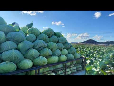 やわらかい食感が最高！朝採れ春キャベツ【２玉】