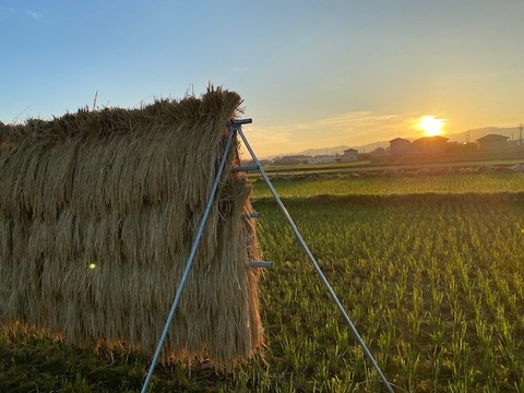 令和7年産 有機栽培 天日干し もち米 新大正モチ 餅米 白米 5kg