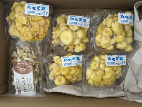 【数量限定・食べチョク限定】たもぎ茸セット《フレッシュキノコ5袋＋乾燥品2袋》