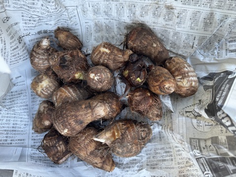 【秋のカボチャセット】農薬不使用で育てたどっしりかぼちゃ5個以上と採れたて季節の野菜盛りセット　 農薬不使用栽培で丁寧に育てました。