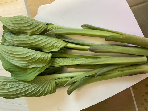 今が旬★山菜！秋田県鹿角市産葉が開く前の山うるい・ウルイ1kg