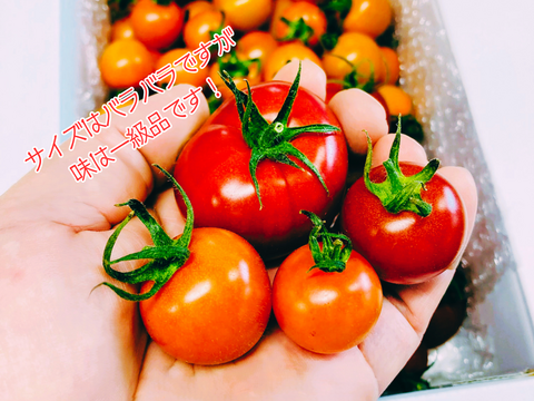 【ついに登場♫】高糖度フルーツトマト「ポモロッサ　味くらべボックス」（赤＋オレンジ　1kg）