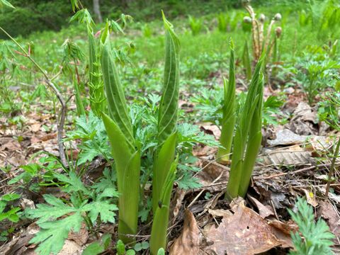 歯ごたえとぬめりが特徴！和え物に最適！山うるい2００ｇ