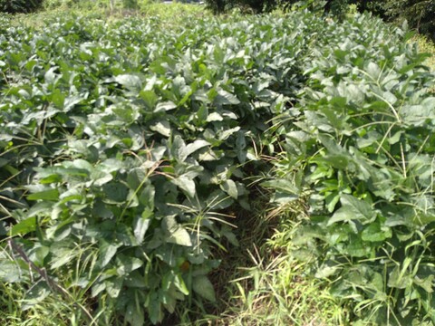 大豆１キロ　自然栽培を実証中　動物由来の肥料も不使用　農薬不使用、化学肥料不使用、除草剤不使用です
