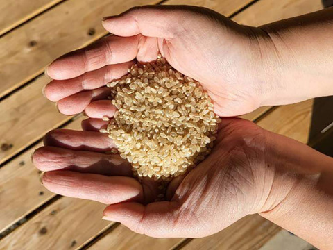 農薬不使用・無施肥　玄米　ヒノヒカリ　箱込１０kg