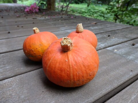かぼちゃ　４種セット（赤・赤ミニ・白・そうめんかぼちゃ）