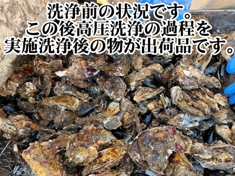 5kg 海から水揚げしたままの牡蠣【要説明確認】生食用 ムール貝 アカザラガイ 手間のかかる牡蠣です 生牡蠣 牡蛎 kaki oyster 松島牡蠣屋 かき カキ 半分程度は不要なゴミが出ます BBQ