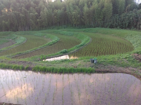 令和7年新米🌾旭1号🌾玄米10kg
自然栽培　熊本県菊池産