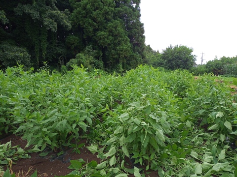 『話題のスーパーフード!!』　菊芋 2kg