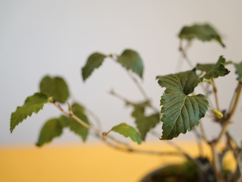 ミニ盆栽【オトコヨウゾメ×グレー陶器】高さ28cm×横28cm