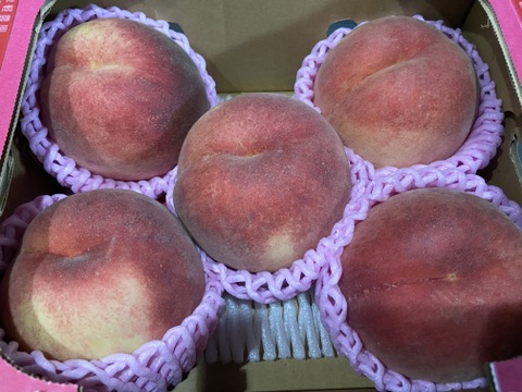 🍑【特秀品】さくら白桃　約1.5kg 5玉前後　9月上旬発送　希少な桃　収穫した日に発送　農家直送【朝どれ】