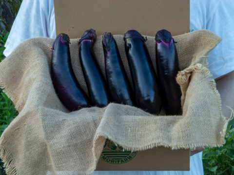 自然のうるおいで艶やかに育った島原の『うる艶なす』| 1 ㎏