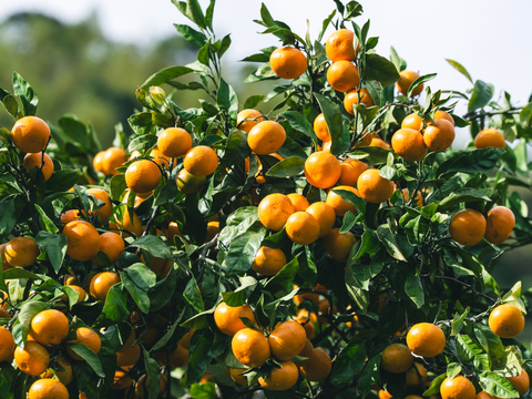 濃厚小玉ミニセレクション【数量限定】とろける食感の絶品早生みかん9.5kg