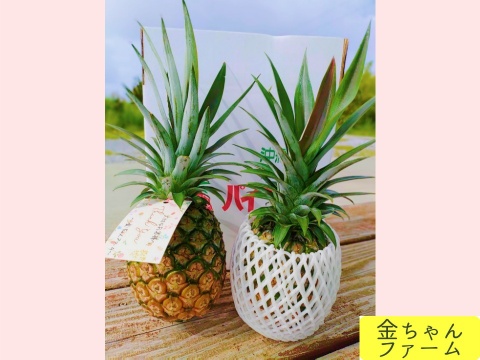 希少パイナップル　ホワイトココ　2玉 ホワイトココ 2玉 | 水鴨農園