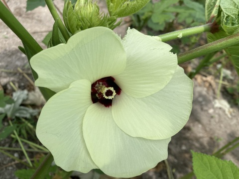 やわらか！丸オクラ１０００グラム