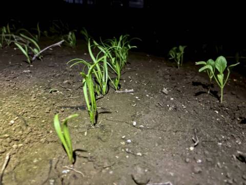 生でも美味しいほうれん草！ 栽培期間中 農薬 化学肥料 動物性堆肥不使用 1kg（小分け4パック）