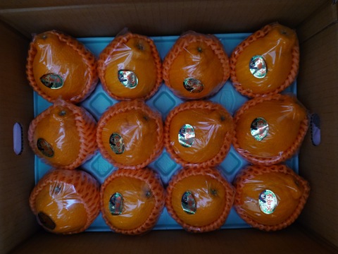 昨年大好評田辺農園不知火デコ柑約2,5k 12玉小玉