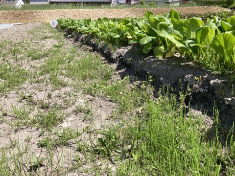 おべじの小さな畑便 ≪初夏のサラダ野菜セット≫