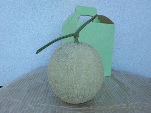 ここ　静岡アールスメロン5玉 見た目はイマイチ！ご家庭用アールスメロン（1.4㎏以上2玉