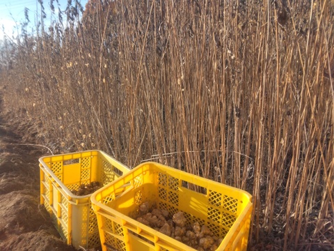 菊芋（小芋)　注目のスーパー食材！500グラム