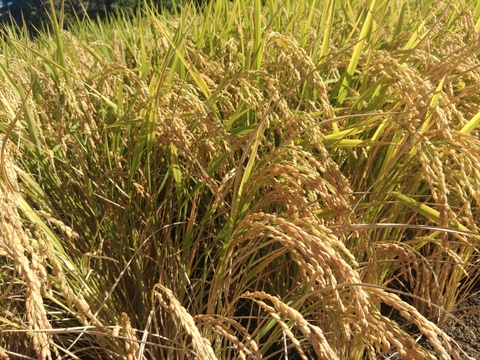 令和8年産】千葉県産 新米『ふさおとめ』 玄米30kg：千葉県産のお米