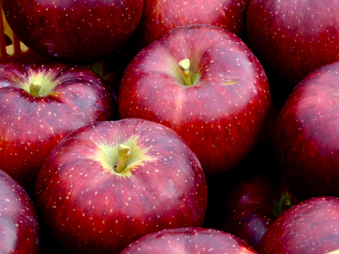 【2026年予約】『秋映』家庭用✨シャキッと食感！味も色も濃い秋のりんご！5kg