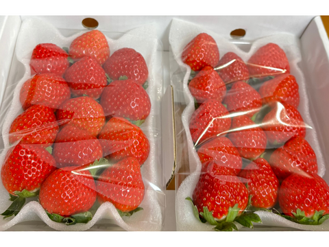 贈答用】完熟いちご「恋みのり」250g×2パック：長崎県産の恋みのり