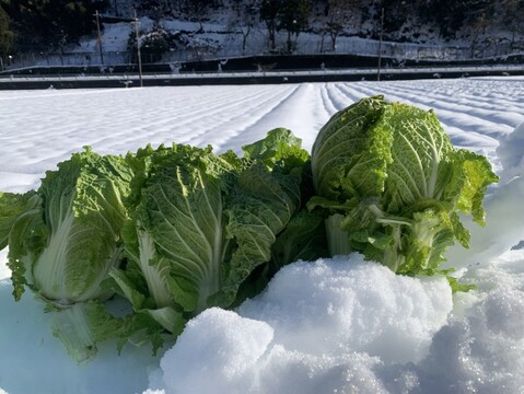 【冬ギフト】「１年に１度しか味わえない、雪中白菜のお届けに参りました」　≪雪国で育まれた水分・甘みたっぷりの白菜≫　兵庫県香美町産「雪ぶとん白菜」（3玉箱入）