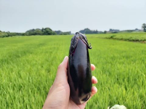 ナス好きのための🍆食べ比べセット3ｋｇ