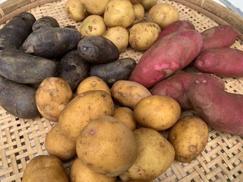 新じゃが4種食べくらべ！インカのめざめ/ノーザンルビー/シャドークイーン/
キタアカリ　各1㎏