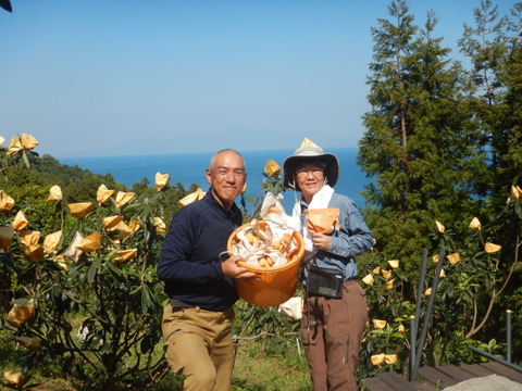 採りたて新鮮が一番美味しい！甘さ濃～い！長崎産露地びわ「千々（ちぢ）んびわ」　　食べきり６００ｇ箱（１２玉）にてお届け