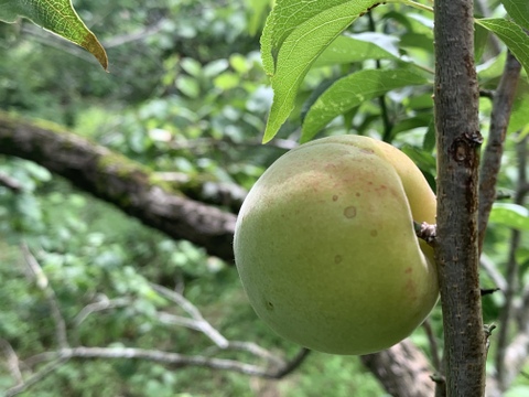 まじりっけなし！自然栽培 梅干用｢杉田梅｣1.7kg