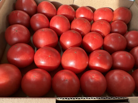 期間限定朝採れフルーツトマト
