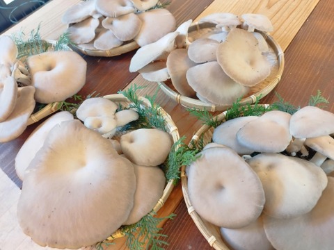 今が旬！肉厚ジューシー『原木ひらたけ』250g ×2P