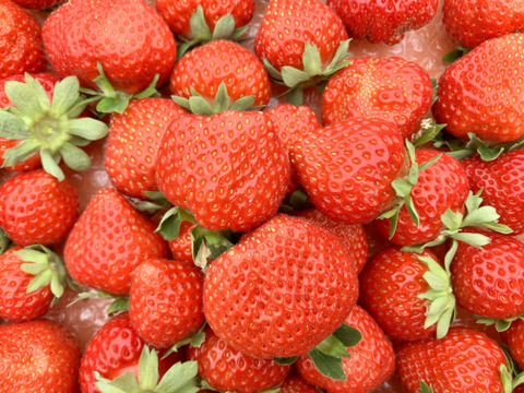 盛岡夏いちご(すずあかね)約600g入り１箱