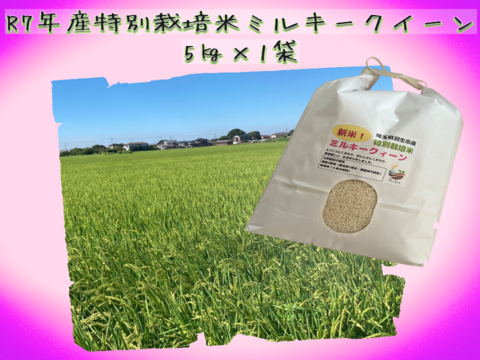 【冷めても感動】Pino farm「弾む、雪肌もち米」～R7年産特別栽培米　ミルキークイーン　5㎏～