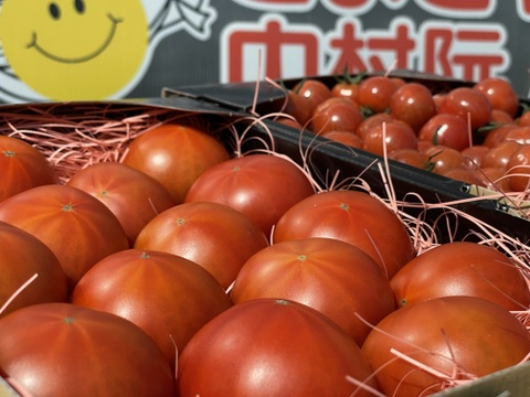 ～春夏秋冬～夏のトマトを楽しみましょう！ぜいたくトマト《夏の陣》