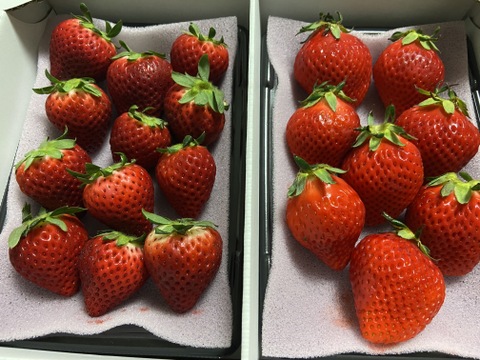 【あまりん・べにたま】食べ比べ２パック(500g)🍓